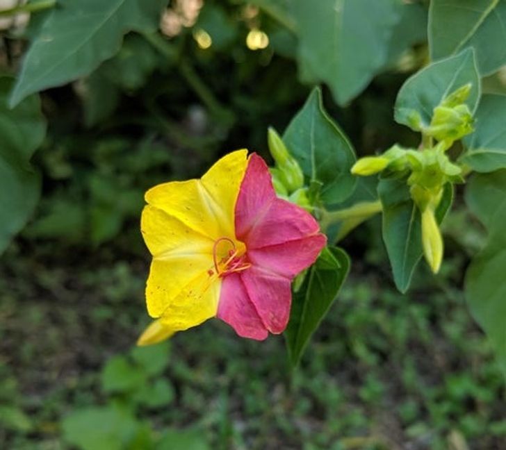 Illustration de l'article : Ces 15 fois où la nature a joué avec les couleurs