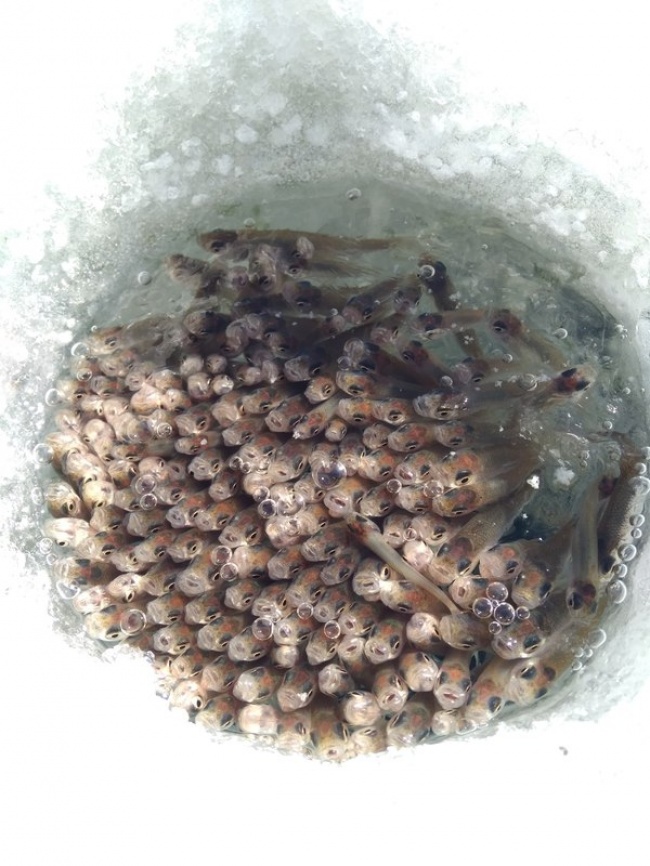 Illustration de l'article : 29 photos qui vous montrent ce qu'est un véritable hiver