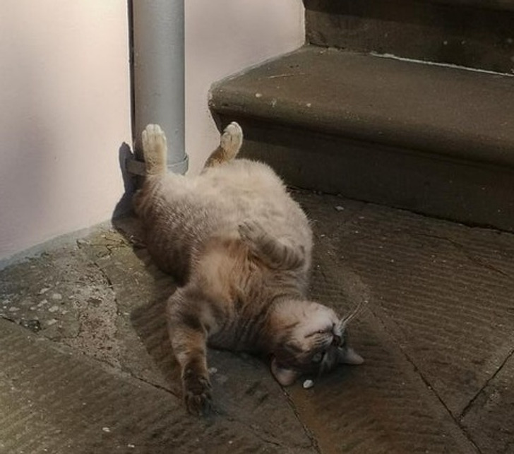 Illustration de l'article : Ces 20 photos d'animaux de compagnie en plein sommeil