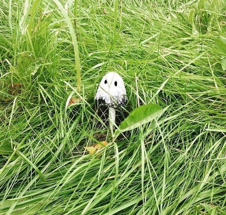 Illustration de l'article : Ces 24 photos de surprises rencontrées par des internautes