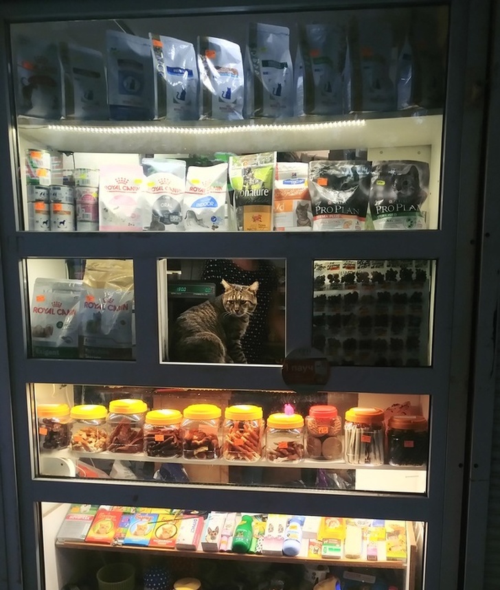 Illustration de l'article : Ces 18 photos parfaites prises à l'instant idéal