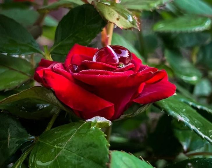 Illustration de l'article : Ces 20 photos qui illustrent les originalités de la nature