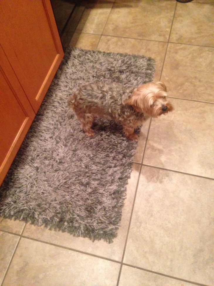 Illustration de l'article : 32 camouflages accidentels sûrement mieux réussis que s’ils avaient été faits exprès