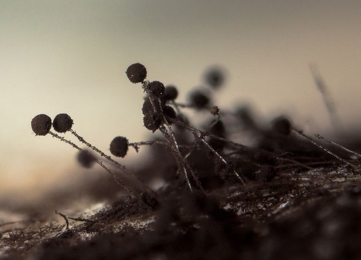 Illustration de l'article : Ces 16 photos vues au microscope pour mieux apprécier les détails