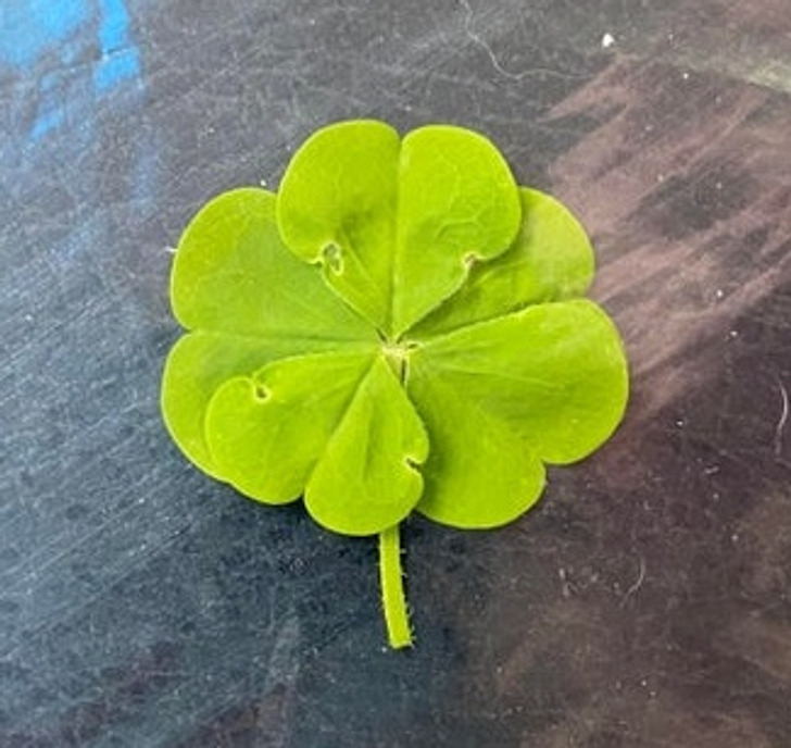 Illustration de l'article : Ces 20 photos d'éléments ordinaires qui ont quelque chose en plus