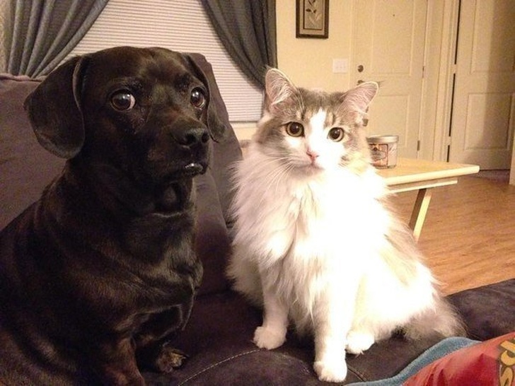 Illustration de l'article : Ces 14 photos qui rendent de bonne humeur