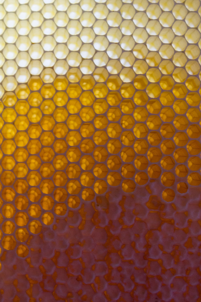 Illustration de l'article : La nature crée de merveilleuses œuvres d’art, comme le montrent ces 31 photos