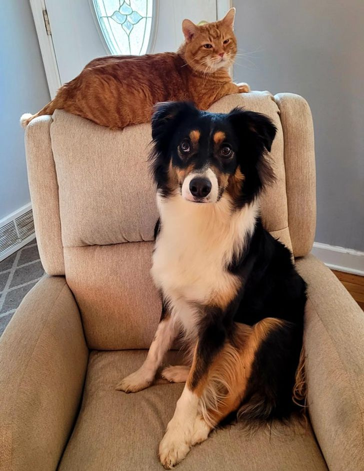 Illustration de l'article : Ces 19 photos illustrant les plus belles amitiés entre animaux de compagnie