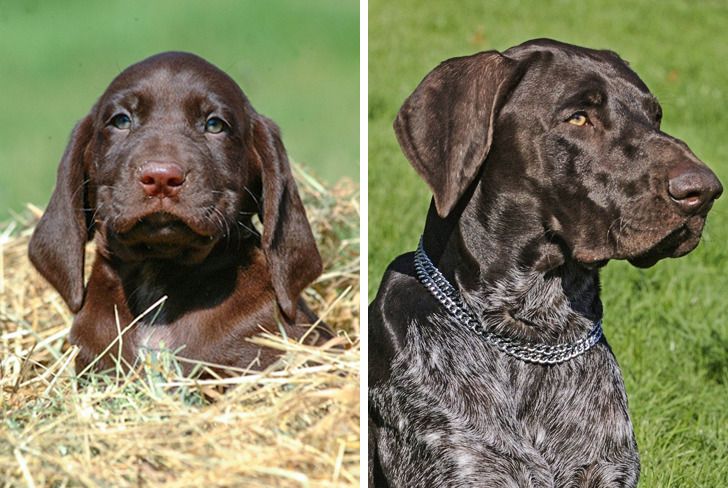 Illustration de l'article : Ces 20 photos de chiots devenus des molosses