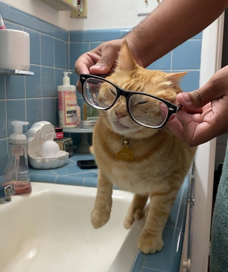 Illustration de l'article : Les joies du quotidien avec des animaux et des enfants en 20 clichés amusants