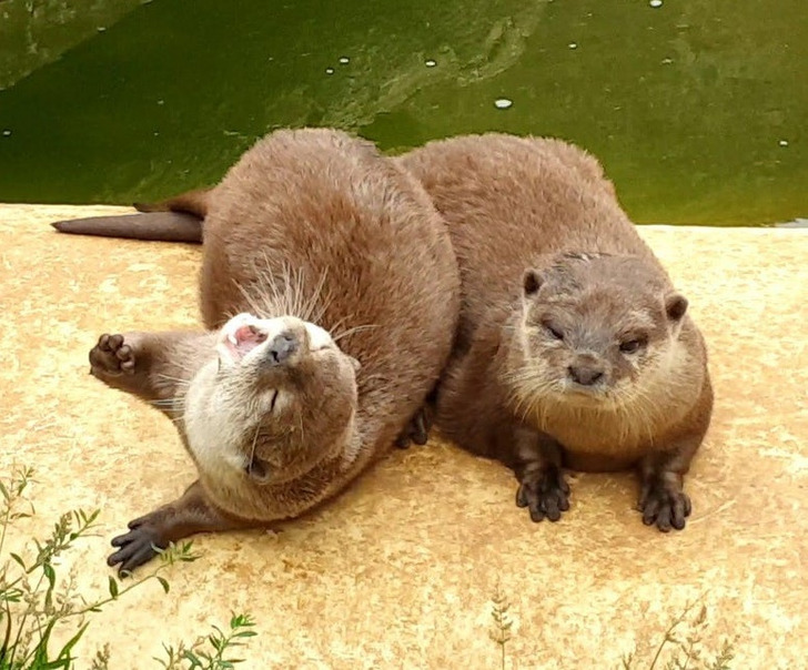 Illustration de l'article : Les joies du quotidien avec des animaux et des enfants en 20 clichés amusants