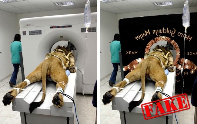 Illustration de l'article : 13 c&eacute;l&egrave;bres photographies qui sont en r&eacute;alit&eacute; des montages