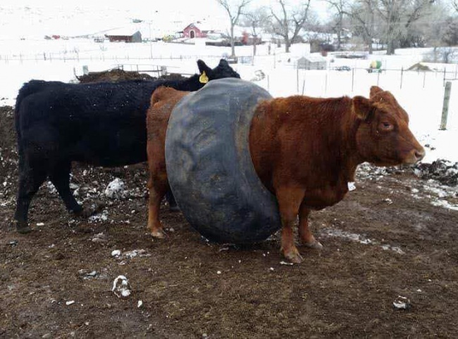 Illustration de l'article : 25 fois où la vie a illustré de vrais jeux de mots