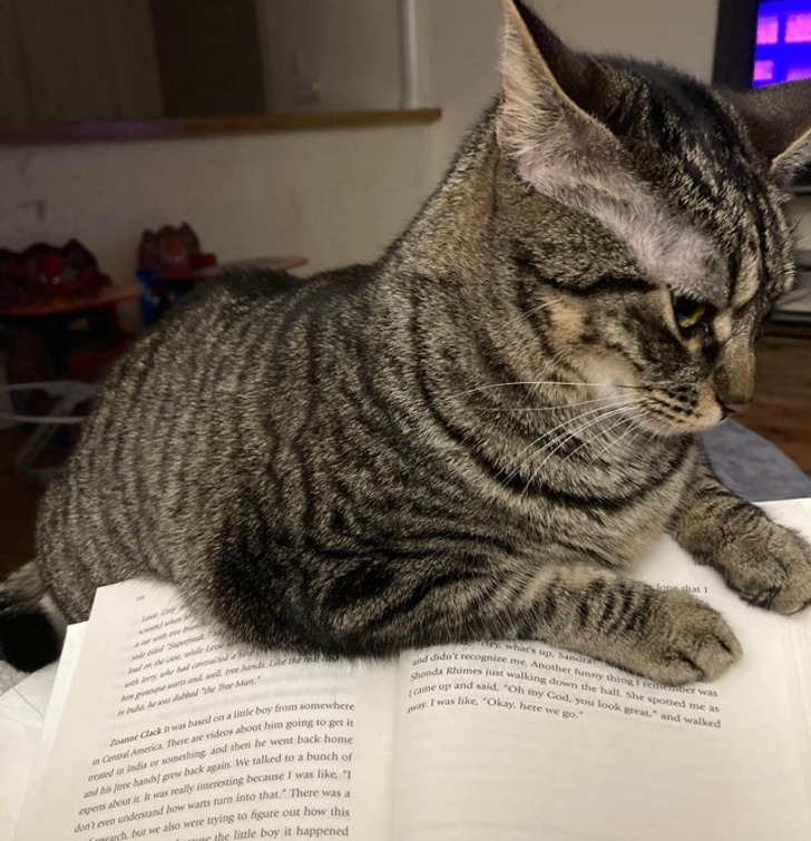 Illustration de l'article : Ces 19 photos de chats qui défient toutes les lois établies