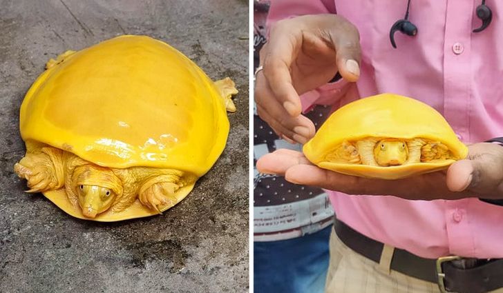 Illustration de l'article : Ces 16 photos qui illustrent la beauté et l'originalité de la nature