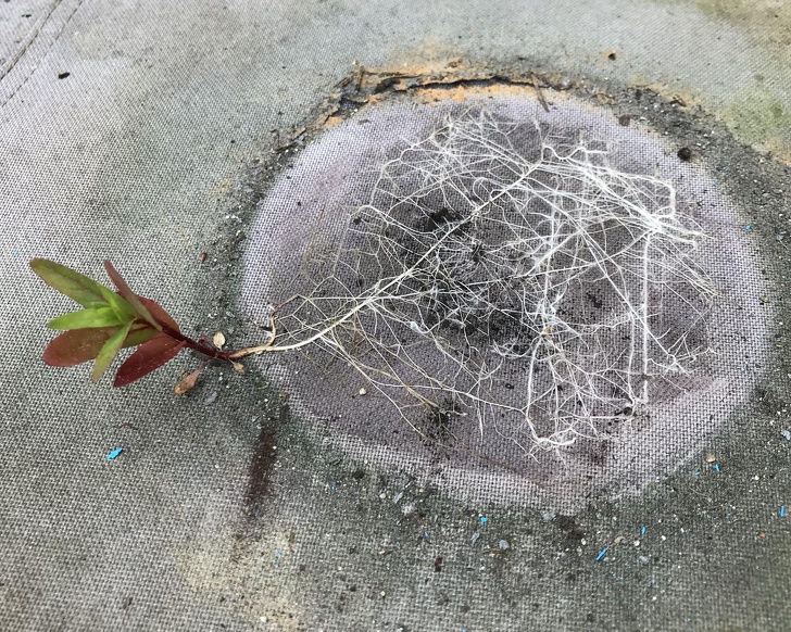 Illustration de l'article : Ces 16 photos qui montrent que notre monde est fascinant