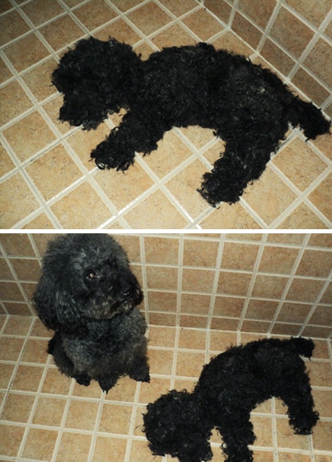 Illustration de l'article : 24 personnes qui ont eu des idées farfelues