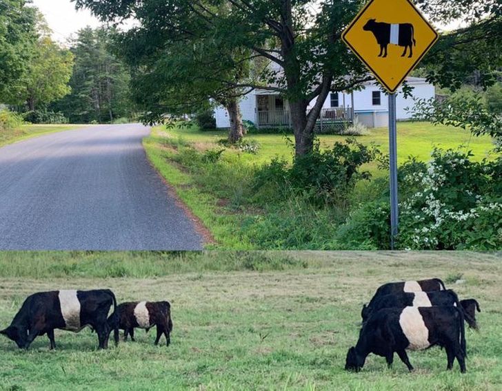 Illustration de l'article : Ces 20 personnes qui ne jurent que par l'humour