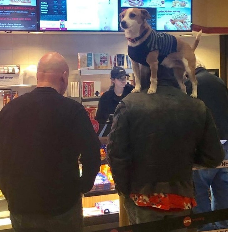 Illustration de l'article : Ces 20 personnes qui gardent leur calme peu importe la situation