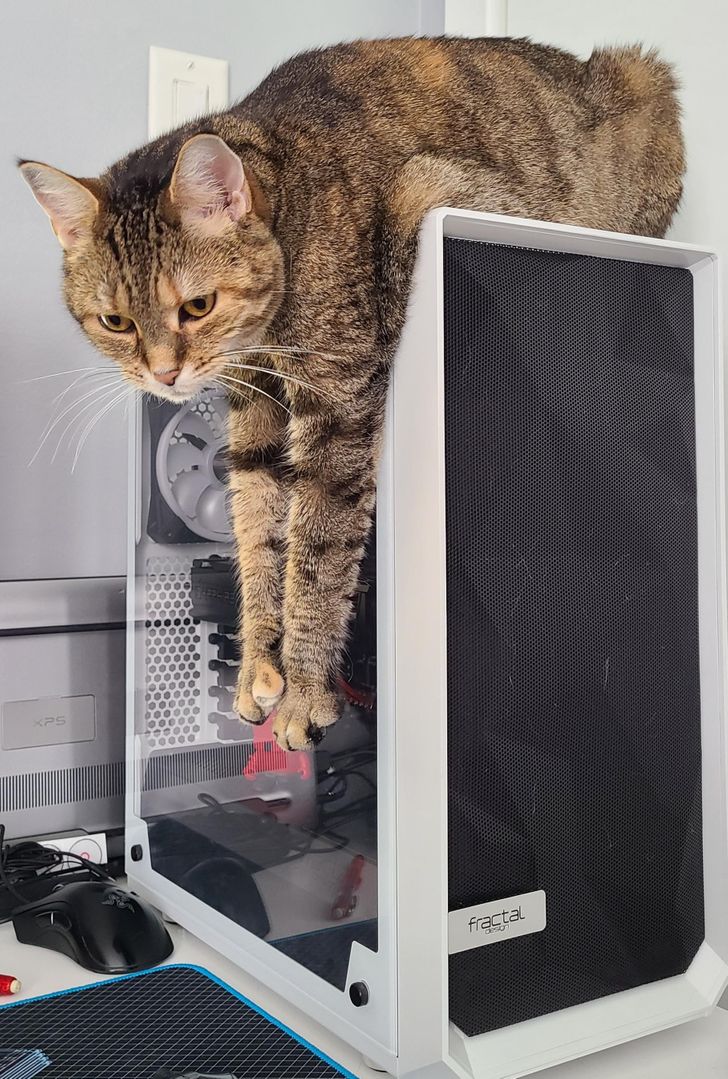Illustration de l'article : Ces 20 photos de chats qui ont une drôle d'idée du confort