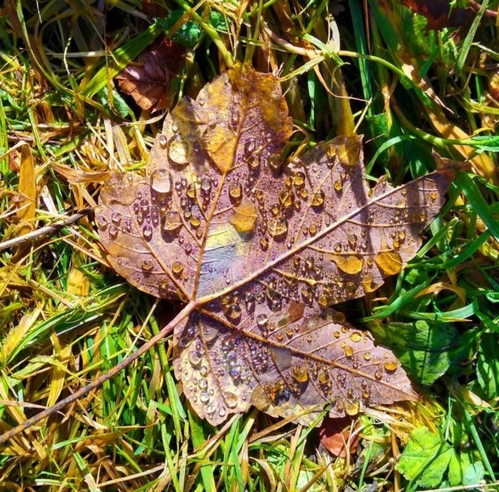 Illustration de l'article : Ces 20 photos qui illustrent les originalités de la nature