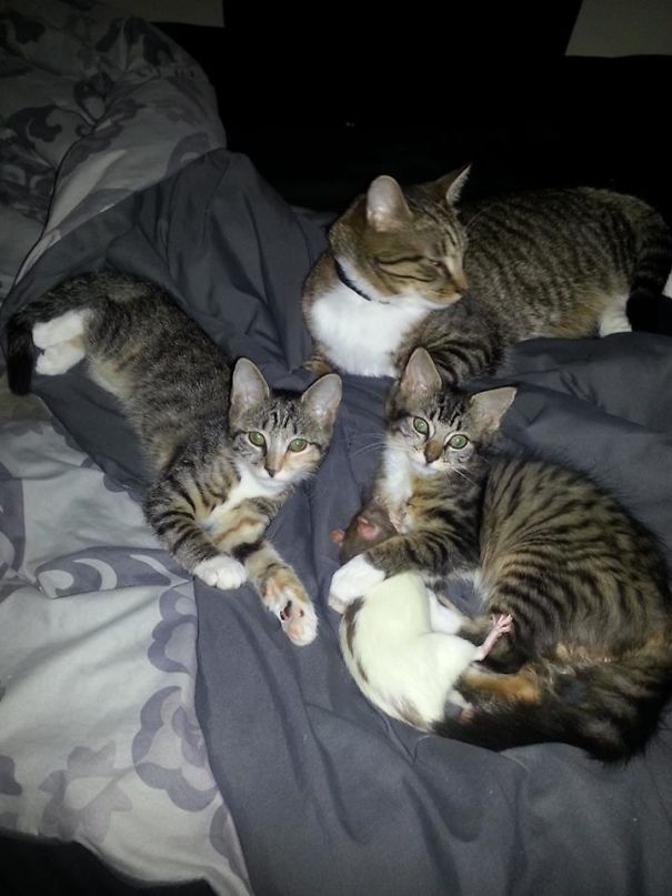 Illustration de l'article : Qui a vraiment le niveau pour trouver l'intrus sur ces 100 photos ? 