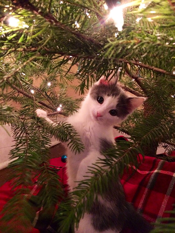 Illustration de l'article : 20 chiens et chats qui ont ruiné Noël en s’en prenant au sapin