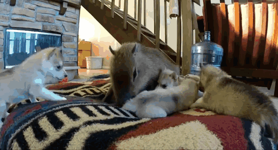 Illustration de l'article : Qui a vraiment le niveau pour trouver l'intrus sur ces 100 photos ? 