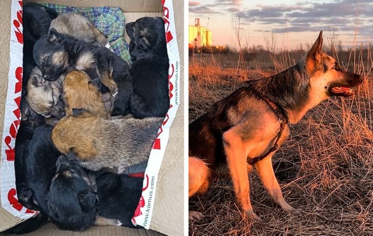 Illustration de l'article : Ces 20 photos de chiens et de chats qui sont devenus géants