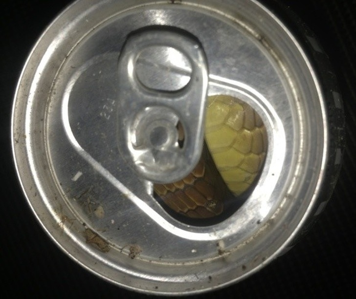 Illustration de l'article : Ces 18 internautes ont vu des bizarreries de très près