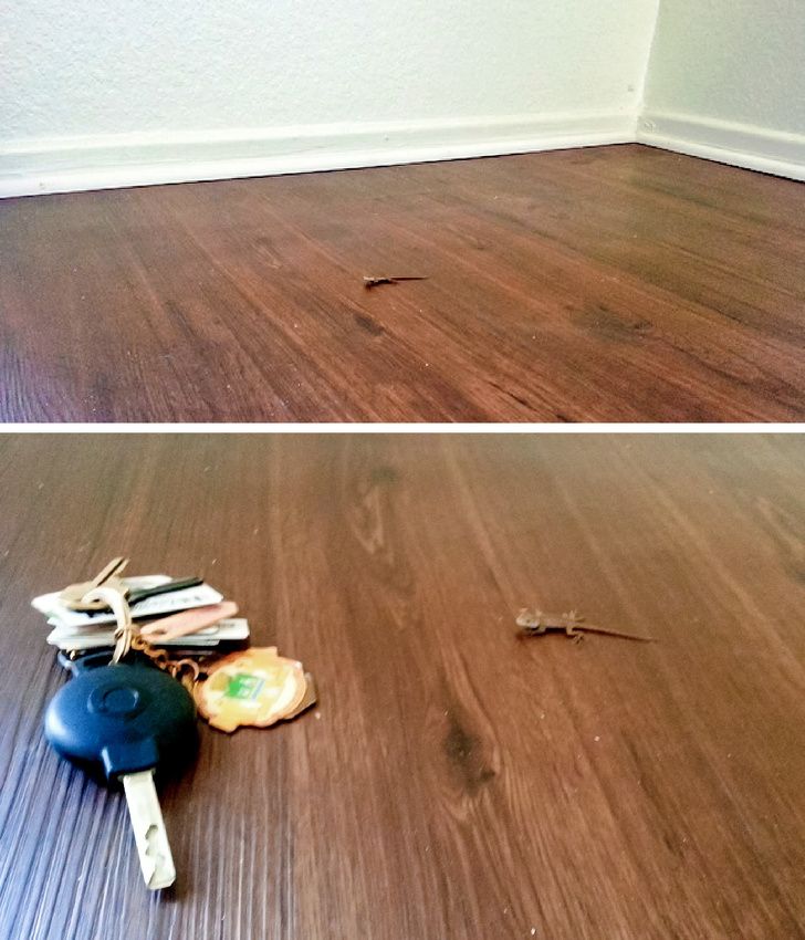 Illustration de l'article : Ces 18 personnes qui ont fait de drôles de découvertes dans leur maison