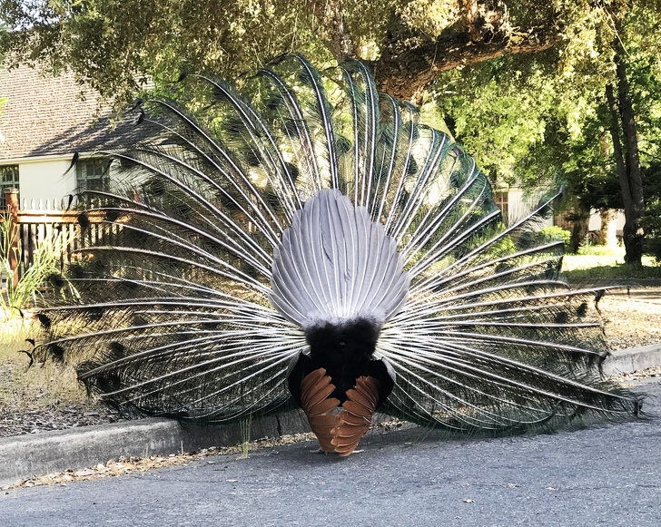 Illustration de l'article : Ces 29 photos curieuses qui révèlent le monde dans lequel nous vivons