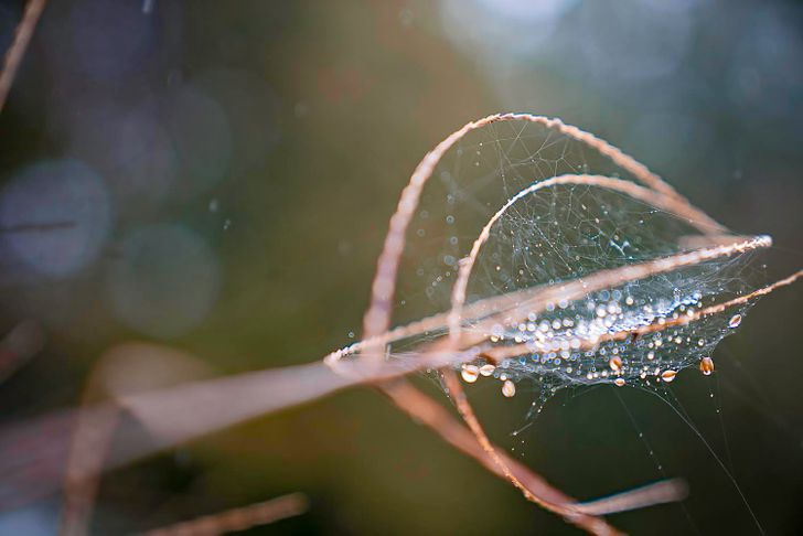 Illustration de l'article : Ces 17 photos qui montrent à quel point la nature est riche