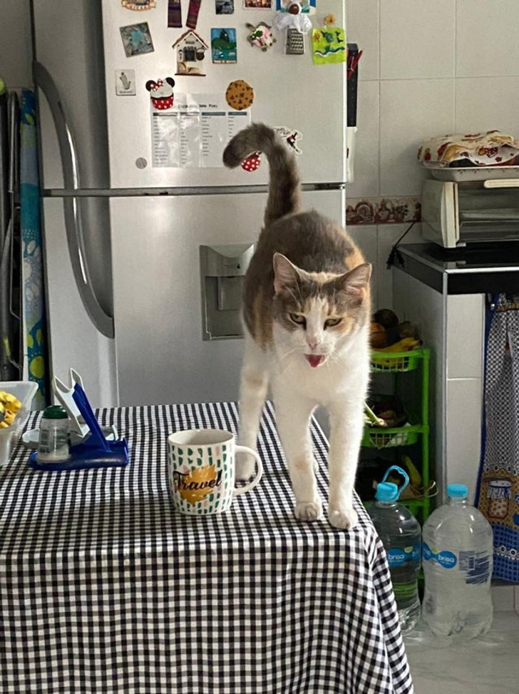 Illustration de l'article : Les joies du quotidien avec des animaux et des enfants en 20 clichés amusants