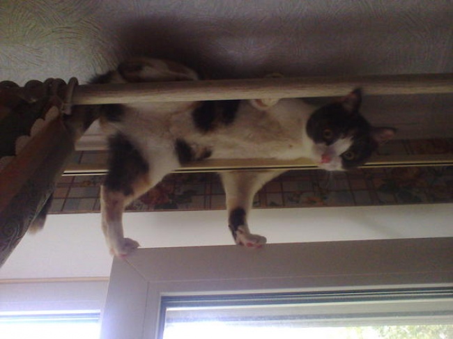 Illustration de l'article : 27 situations inattendues dans lesquelles se sont retrouvés certains animaux