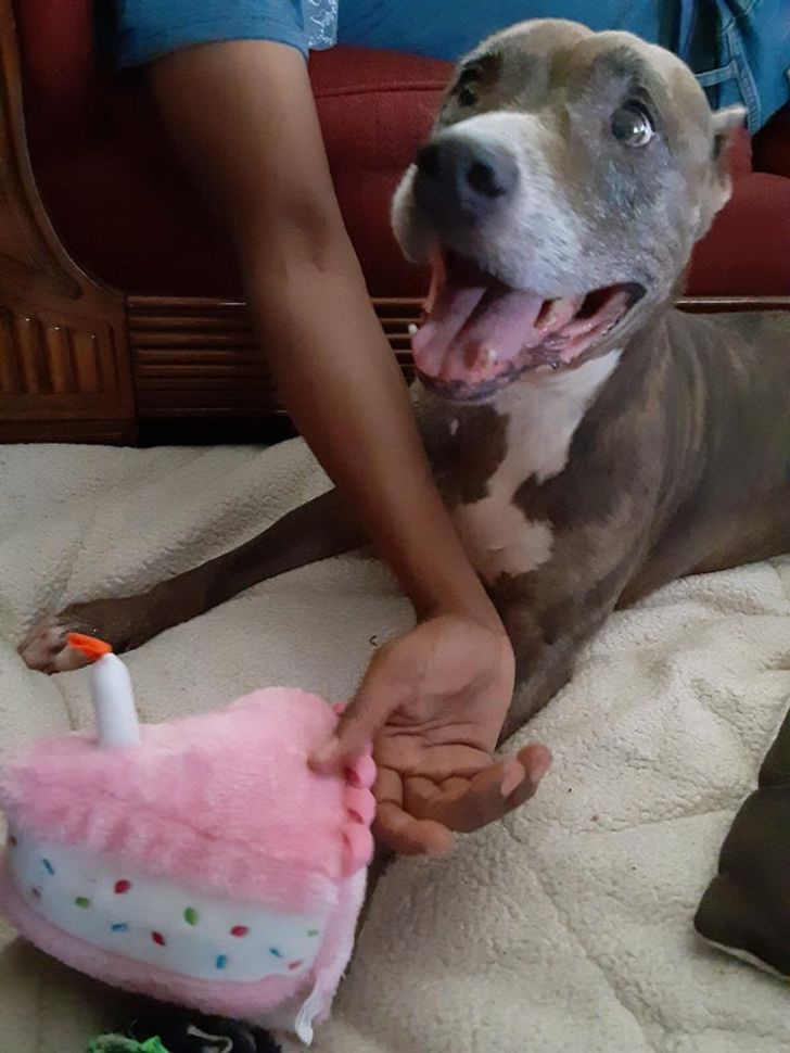 Illustration de l'article : Ces 17 photos d'animaux qui ont trouvé un foyer aimant