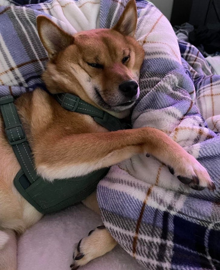 Illustration de l'article : Ces 20 photos d'animaux de compagnie en plein sommeil