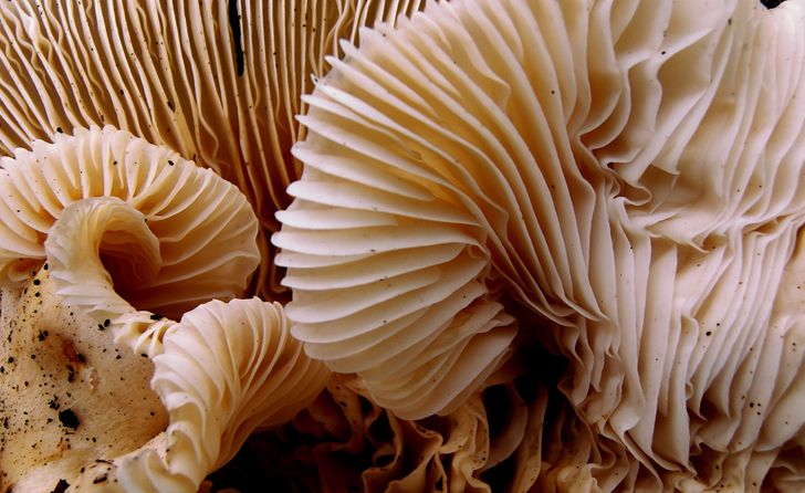 Illustration de l'article : Ces 16 photos vues au microscope pour mieux apprécier les détails