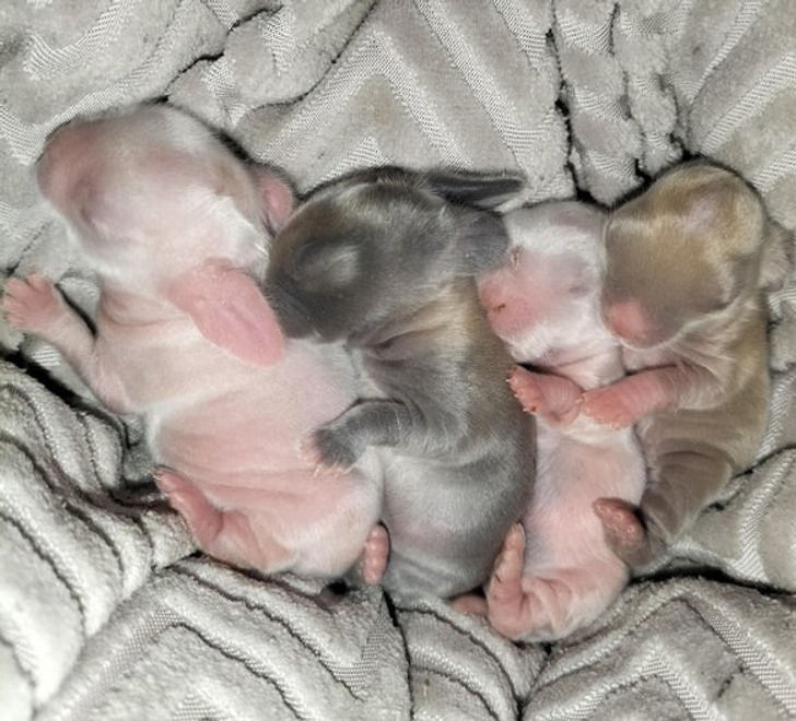 Illustration de l'article : Ces 20 photos d'animaux de compagnie en plein sommeil