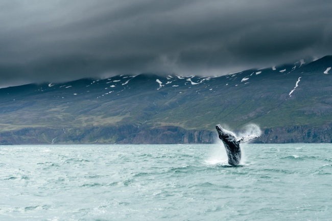 Illustration de l'article : 32 photographes qui ont su appuyer au bon moment