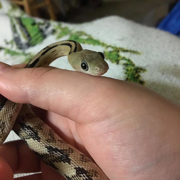 Illustration de l'article : 20 serpents qui vous aideront sûrement à dédramatiser les reptiles