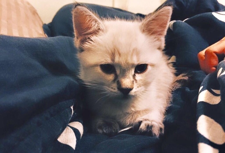 Illustration de l'article : Ces 22 compagnons qui ont tout du gentleman parfait