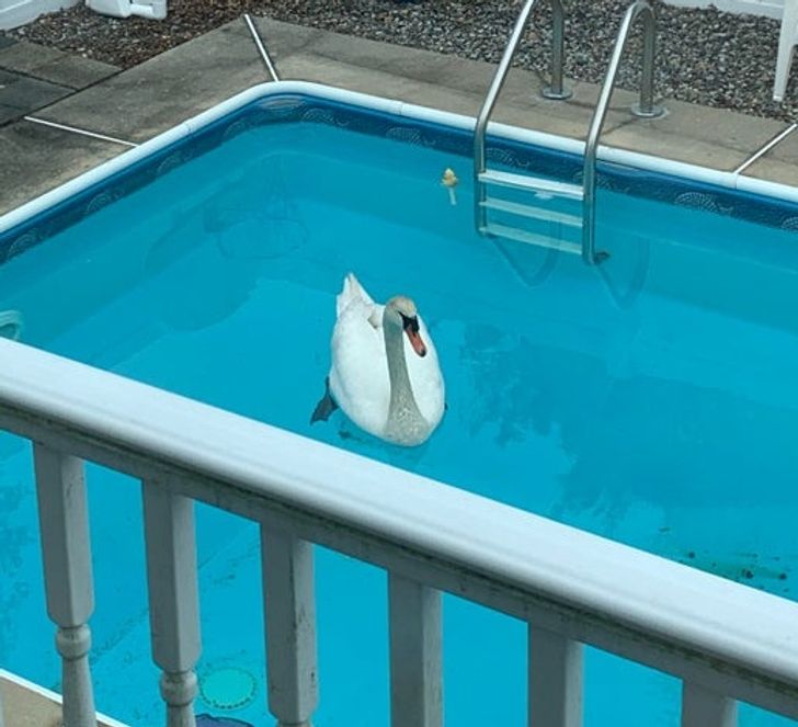 Illustration de l'article : Ces 20 internautes qui ont partagé leurs découvertes sur Internet