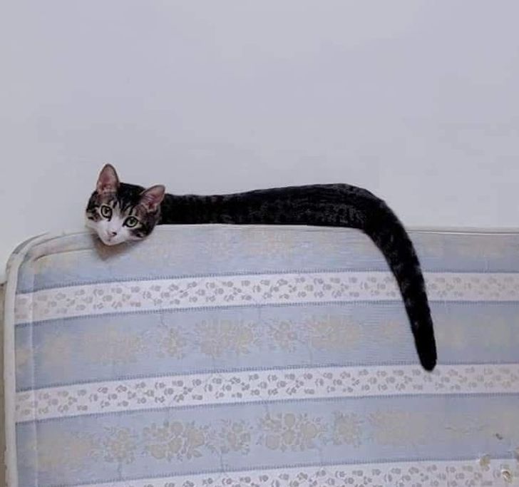 Illustration de l'article : Ces 20 photos qui montrent que tout est question d'angle de vue