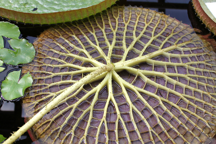 Illustration de l'article : La nature crée de merveilleuses œuvres d’art, comme le montrent ces 31 photos