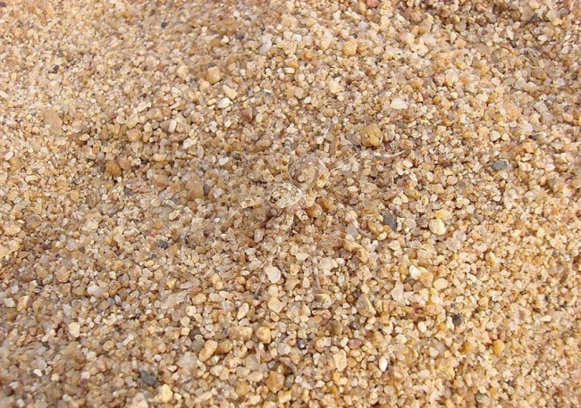 Illustration de l'article : Si vous n'avez pas une vision parfaite, vous ne trouverez pas les animaux cachés sur ces 10 photos !