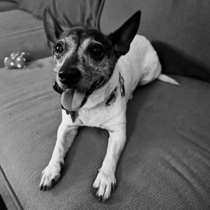 Illustration de l'article : Ces 17 photos d'animaux qui ont trouvé un foyer aimant