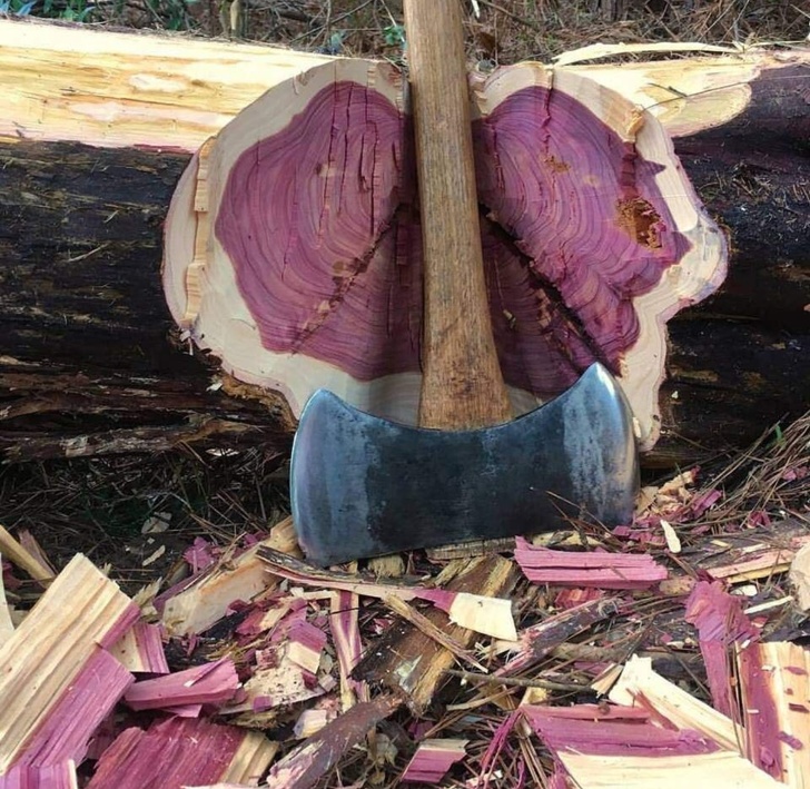 Illustration de l'article : Ces 24 images chanceuses prises au moment parfait