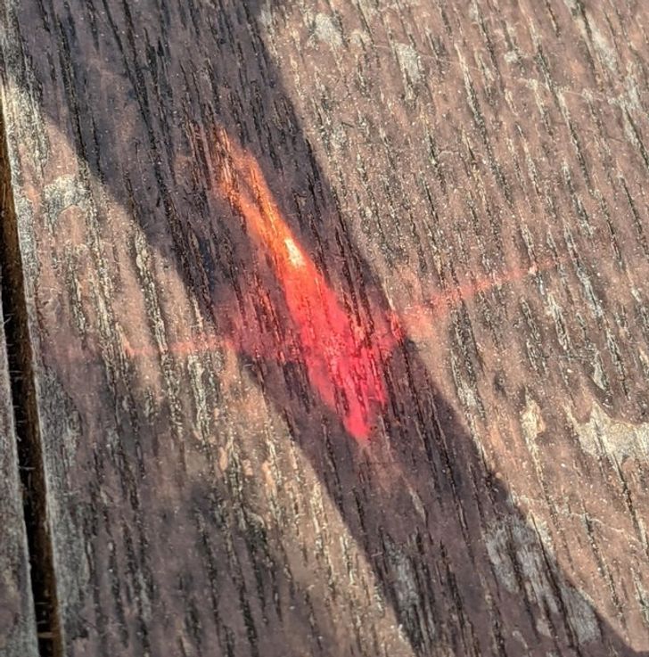 Illustration de l'article : Ces 20 photos qui illustrent les originalités de la nature