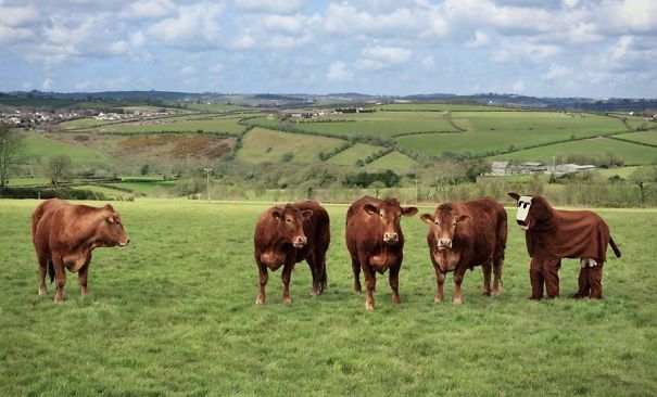 Illustration de l'article : Qui a vraiment le niveau pour trouver l'intrus sur ces 100 photos ? 